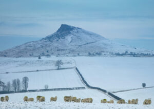 Aireyholme Sheep Roseberry Topping