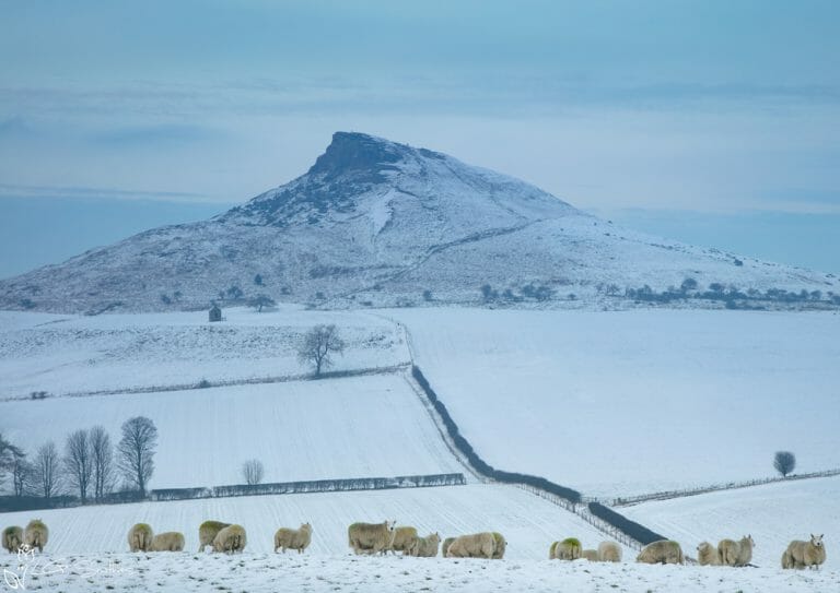 Aireyholme Sheep Roseberry Topping