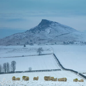 Aireyholme Sheep Roseberry Topping Photo Slate