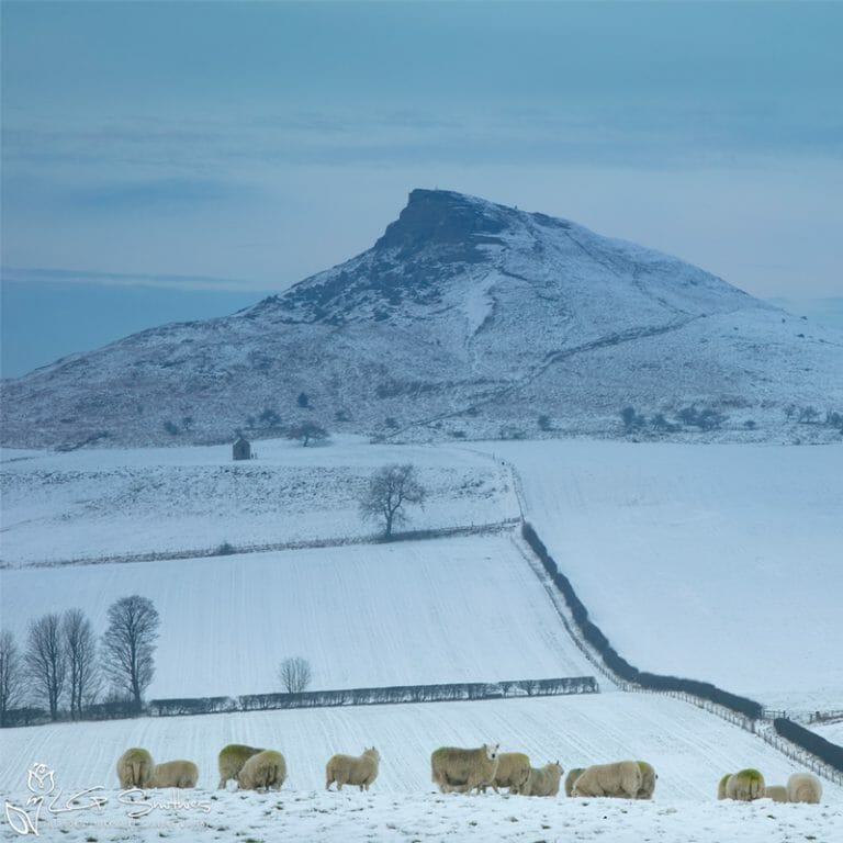 Aireyholme Sheep Roseberry Topping Photo Slate