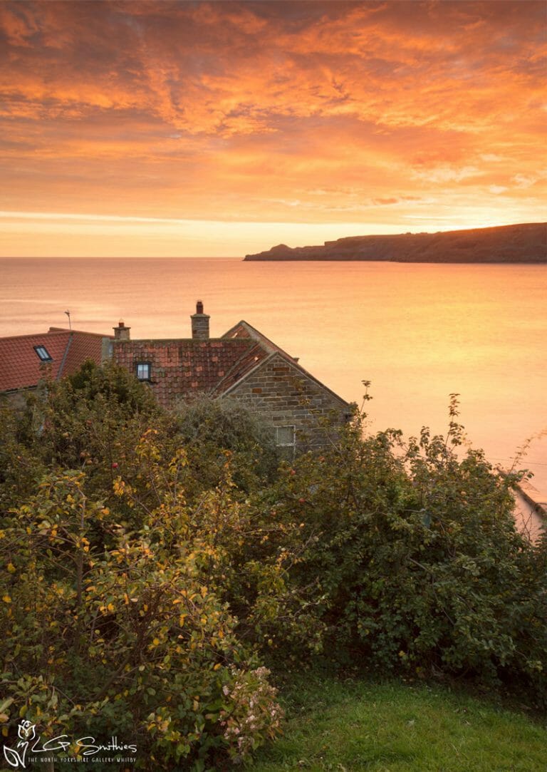 Autumn Apple Trees At Runswick Bay