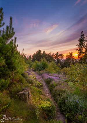 Ayton Woods Sunset
