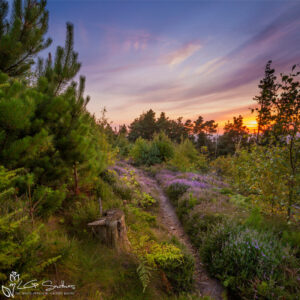 Ayton Woods Sunset Photo Slate