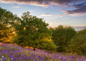 Bluebell Sunset
