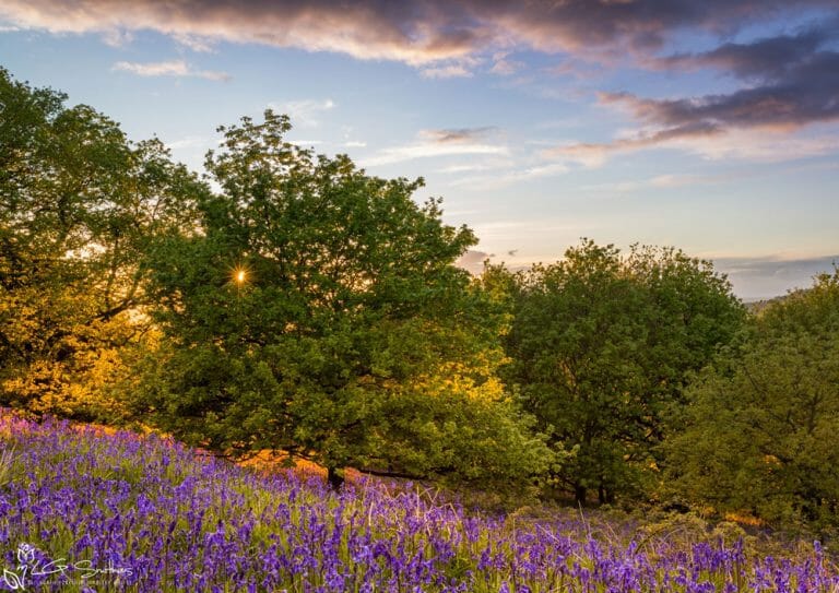 Bluebell Sunset