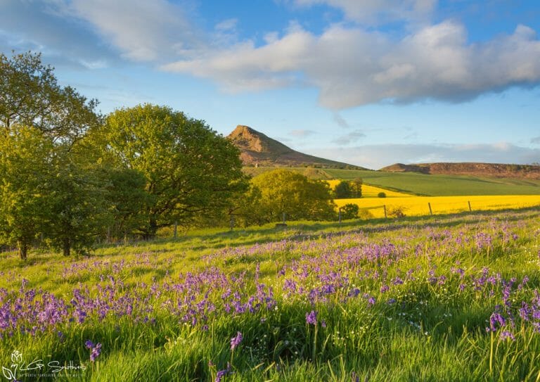 Bluebells Around Roseberry Topping