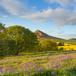 Bluebells Around Roseberry Topping Photo Slate