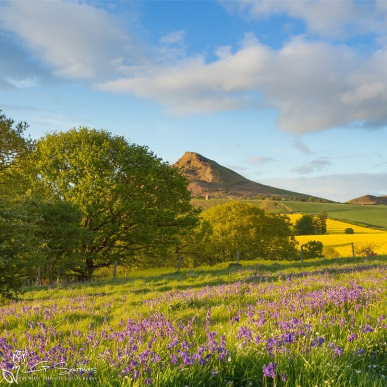 Bluebells Around Roseberry Topping Photo Slate