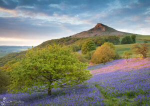 Bluebells At Roseberry Topping