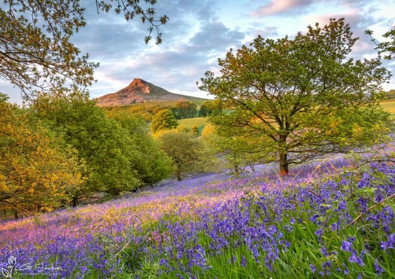 Bluebells In The Newton Woods