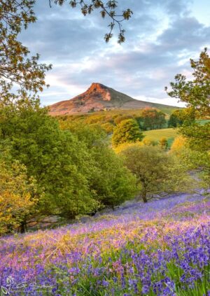 Bluebells In The Newton Woods Portrait