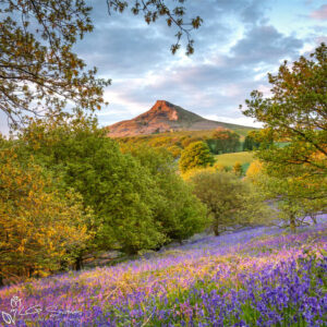 Bluebells In The Newton Woods Photo Slate