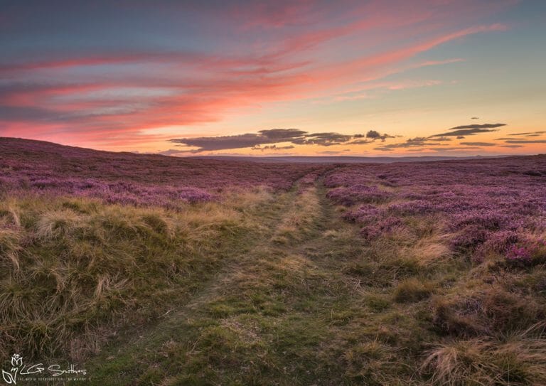 Bridleway Through The Moor
