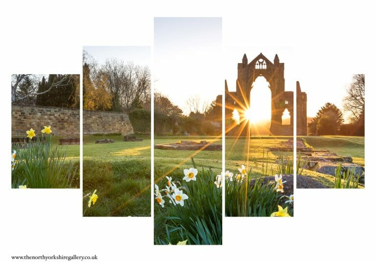 Daffodils At Guisborough Priory 5PCS Wall Art