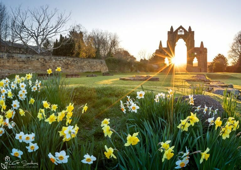 Daffodils At Guisborough Priory