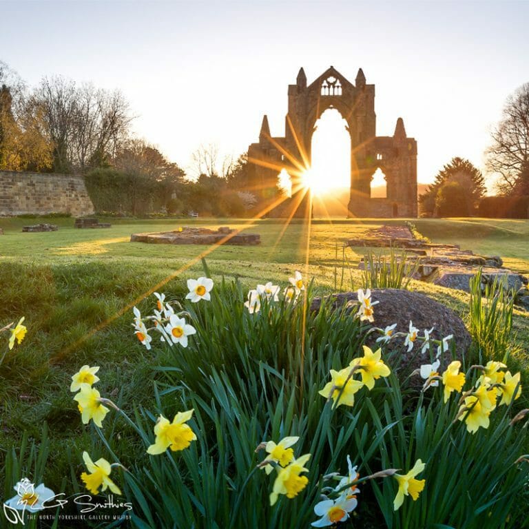 Daffodils At Guisborough Priory Photo Slate