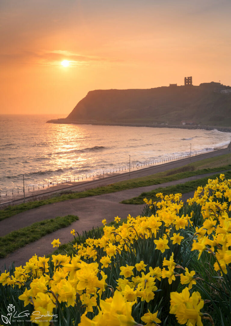 Daffodils And Scarborough Castle