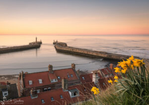 Daffodils At Whitby Harbour