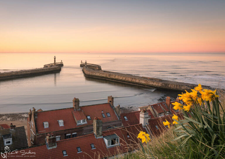 Daffodils At Whitby Harbour