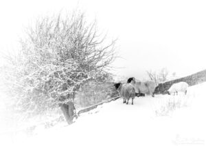 Danby Sheep