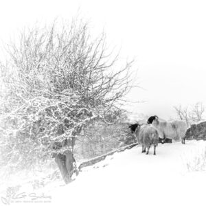 Danby Sheep Photo Slate
