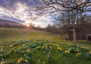 Farndale Daffodils Path To Cow Bank
