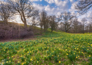 Farndale Daffodils Sunset