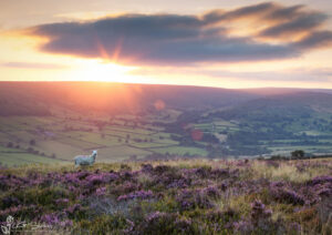 Farndale Sunset