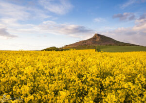 Fields Below Roseberry Topping