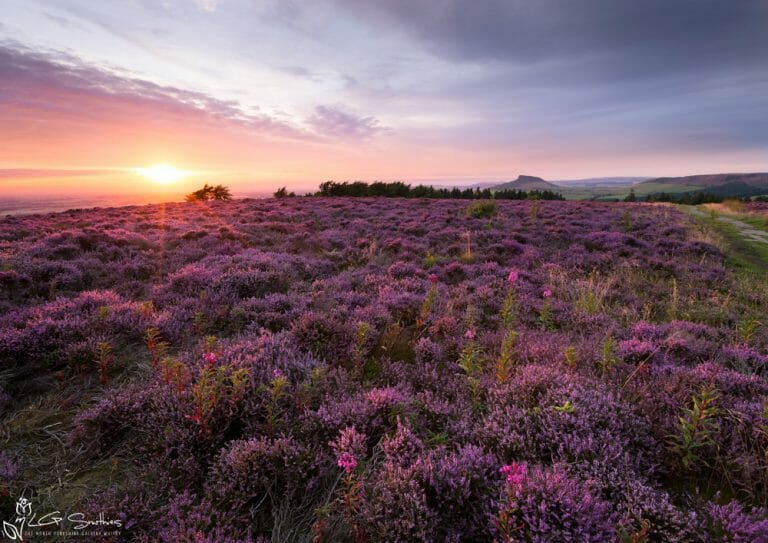Fields Of Purple Heather Around Roseberry Topping