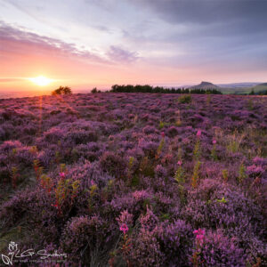 Fields Of Purple Heather Around Roseberry Topping Photo Slate