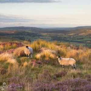 Glaisdale Sheep Photo Slate
