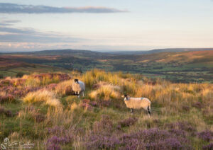 Glaisdale Sheep