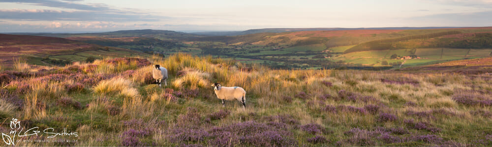 Glaisdale Sheep Slim Panoramic 1 Glaisdale Sheep Slim Panoramic