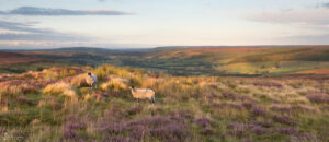 Glaisdale Sheep Panoramic