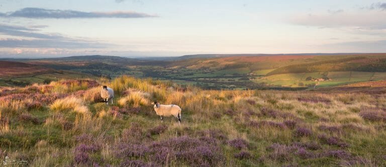 Glaisdale Sheep Panoramic