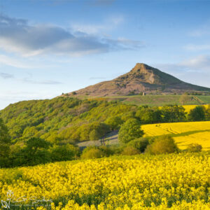 Golden Fields And Bluebells At Roseberry Topping Photo Slate