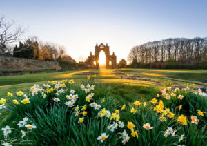 Guisborough Daffodils