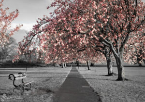 Harrogate Park Colour Splash