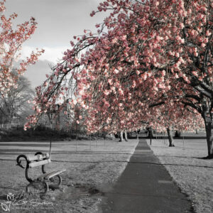 Harrogate Park Colour Splash Photo Slate