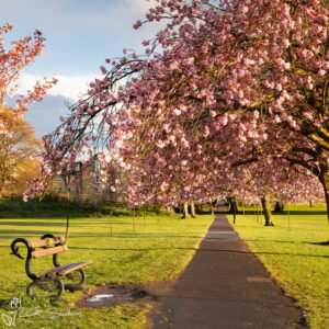Harrogate Park Photo Slate