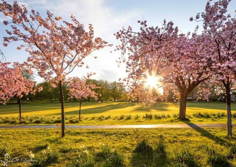 Harrogate Sunset
