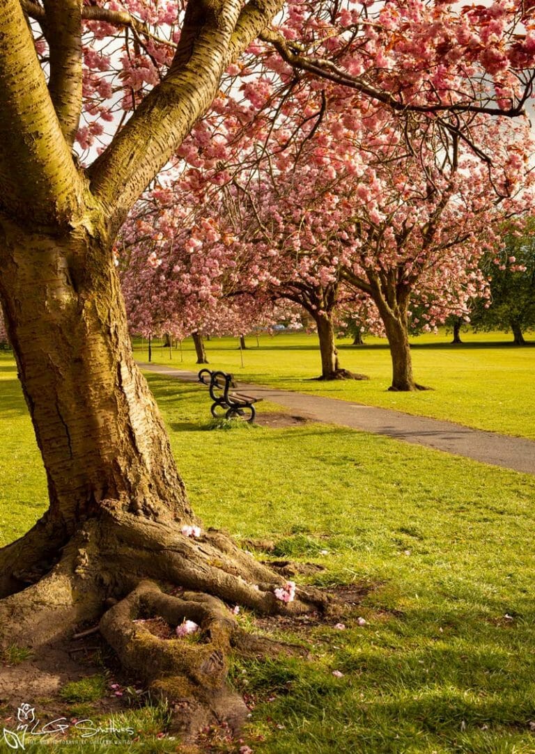 Harrogate Yorkshire