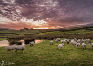 Hawes Sheep