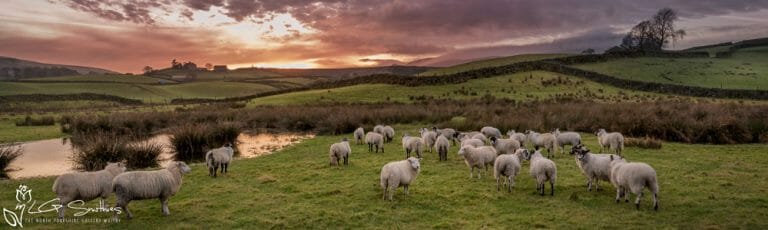 Hawes Sheep Slim Panoramic