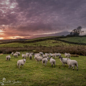 Hawes Sheep Photo Slate