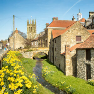 Helmsley Daffodils Landscape 2017 Photo Slate