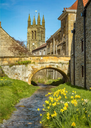 Helmsley Daffodils Under The Bridge