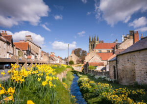 Helmsley Spring Daffodils