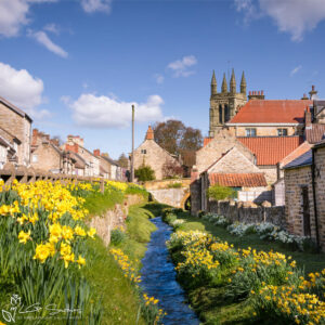 Helmsley Spring Daffodils Photo Slate